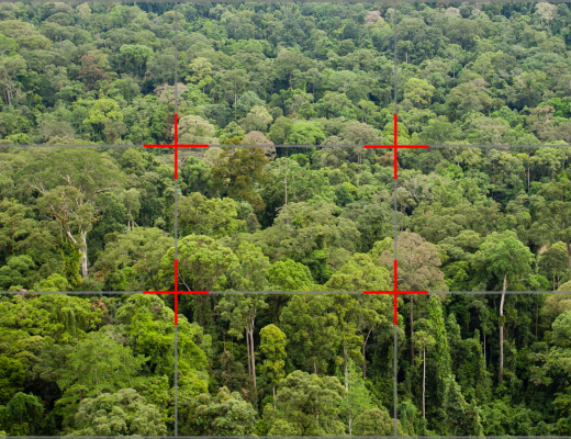 an aerial photo of a rain forest in Borneo with rule of thirds